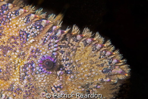 Slipper lobster closeup. by Patrick Reardon 